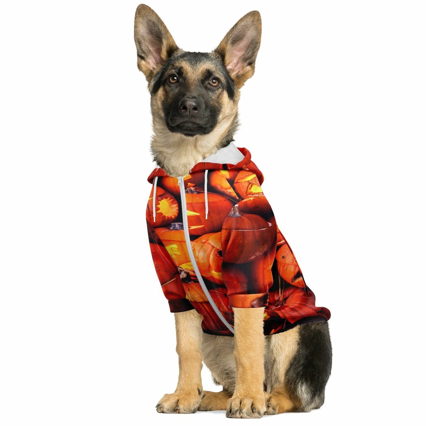 A dog sitting and facing forward while wearing the Halloween pumpkin zip hoodie.
